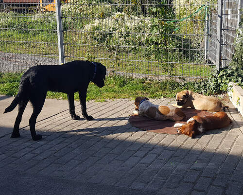 Unsere Hunde lieben es, draußen in der Sonne zu entspannen - und wer kann es ihnen verübeln?