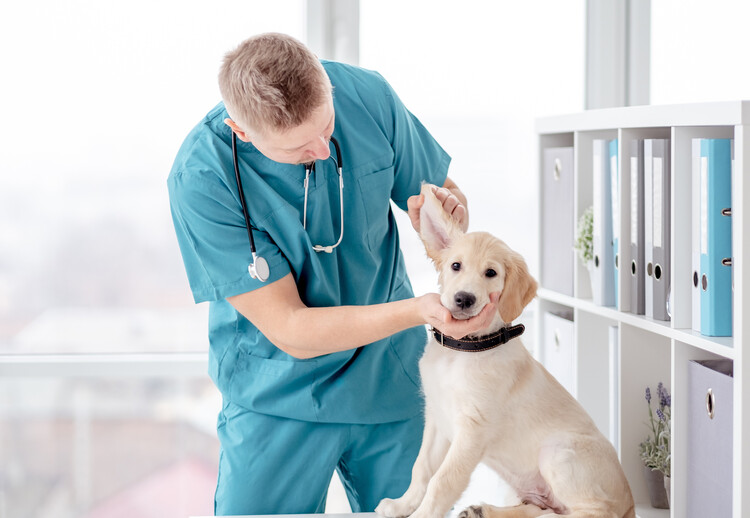 Ein Hund, dessen Ohren von einem Tierarzt gründlich untersucht und gepflegt werden, um seine Gesundheit und sein Wohlbefinden zu gewährleisten.